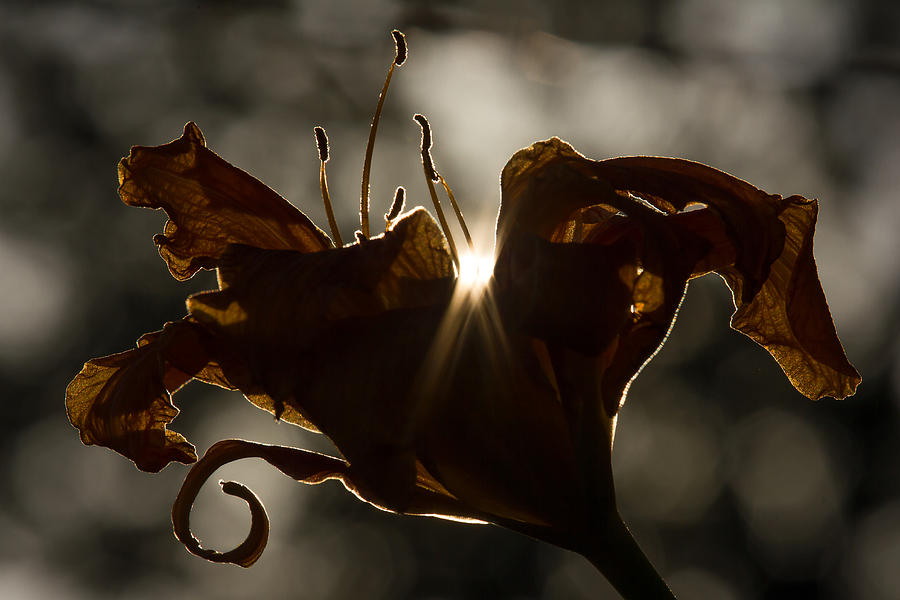 Lilys Light Photograph by Penny Meyers