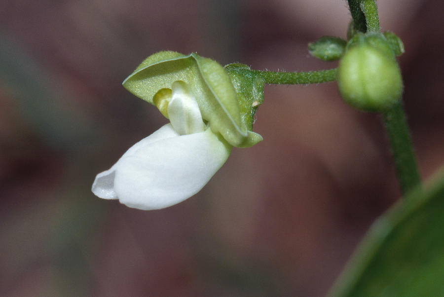 Lima Bean Flower Photograph by Robert J. Erwin
