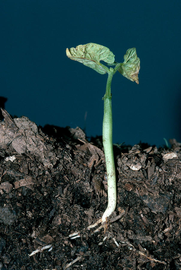 Lima Bean Seedling Photograph by Robert J Erwin