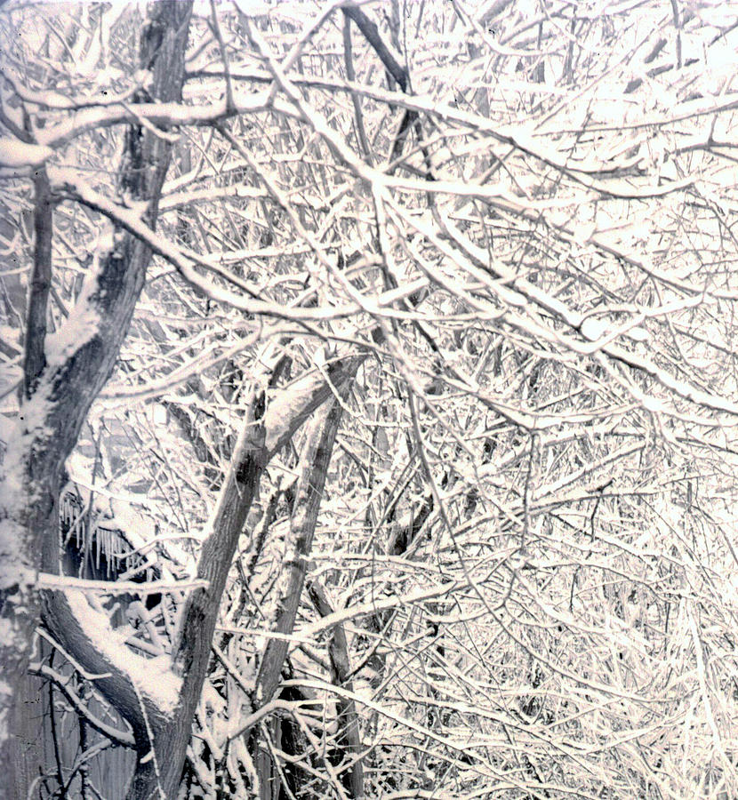 Limbs Covered With Snow Photograph by William Haggart