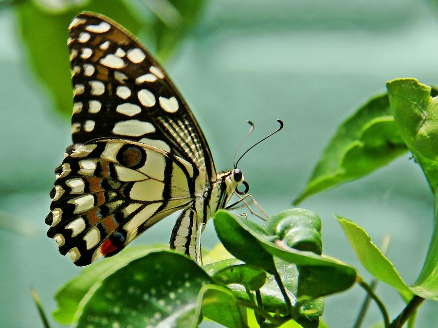 Lime Butterfly Photograph