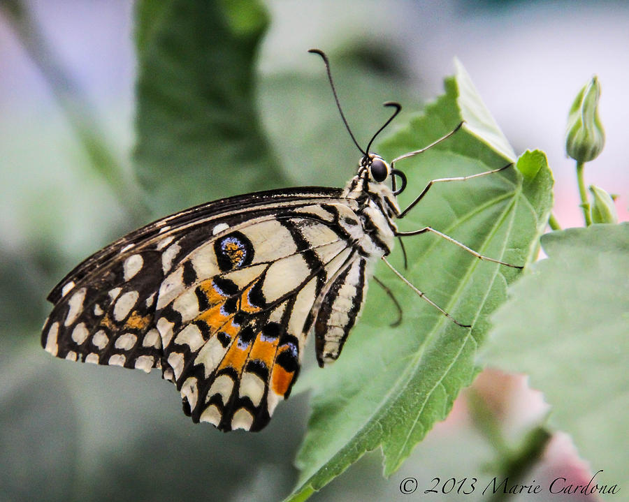 Lime Butterfly Photograph by Marie  Cardona