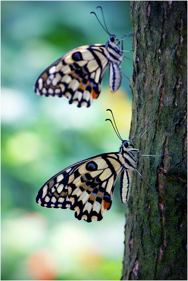 Lime Butterfly Papilio Demoleus Photograph by Marcel Pinus