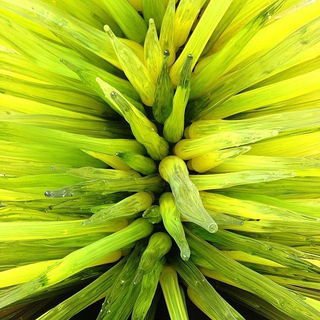 Lime Green Icicle Tower By Dale Chihuly Photograph by Jim Spencer