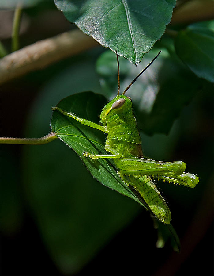 candy green grasshopper