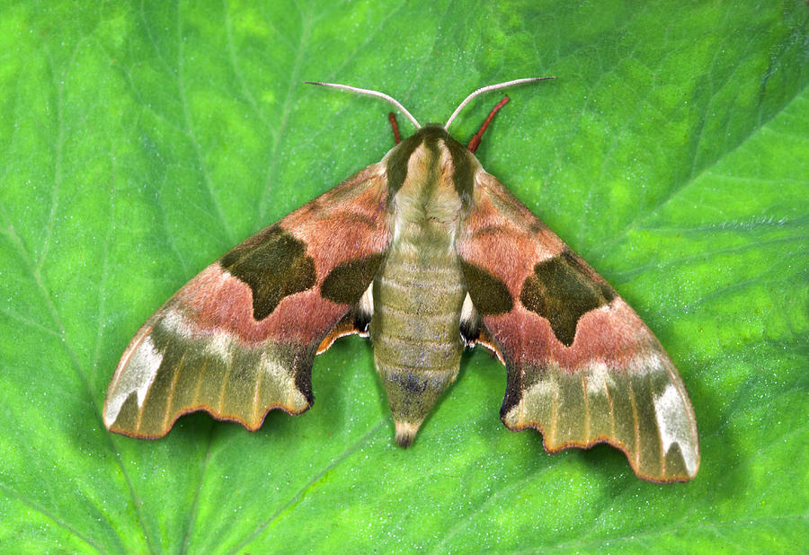 Lime Hawk-moth Photograph by Nigel Downer - Fine Art America