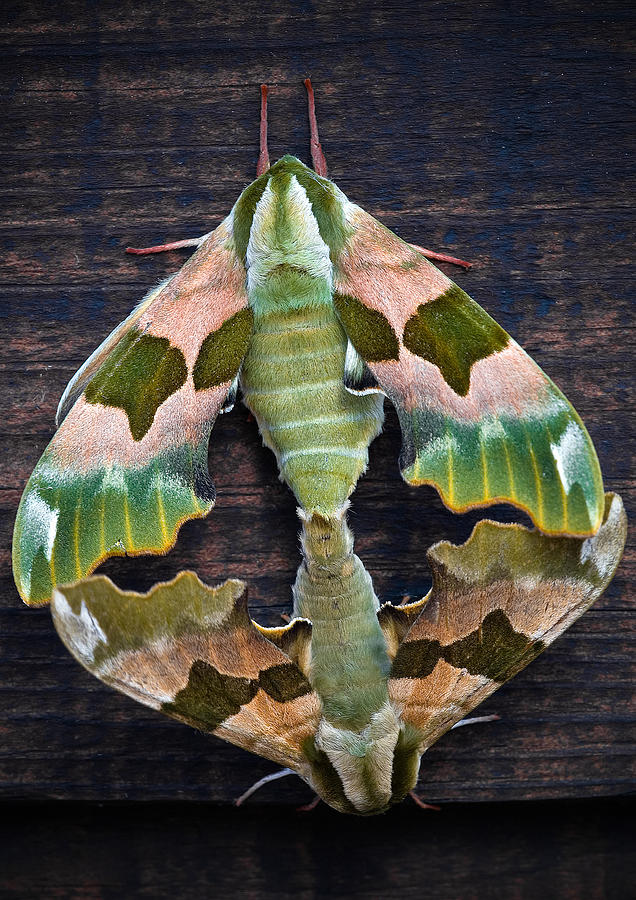 Lime Hawk Moths Photograph by Mark Llewellyn
