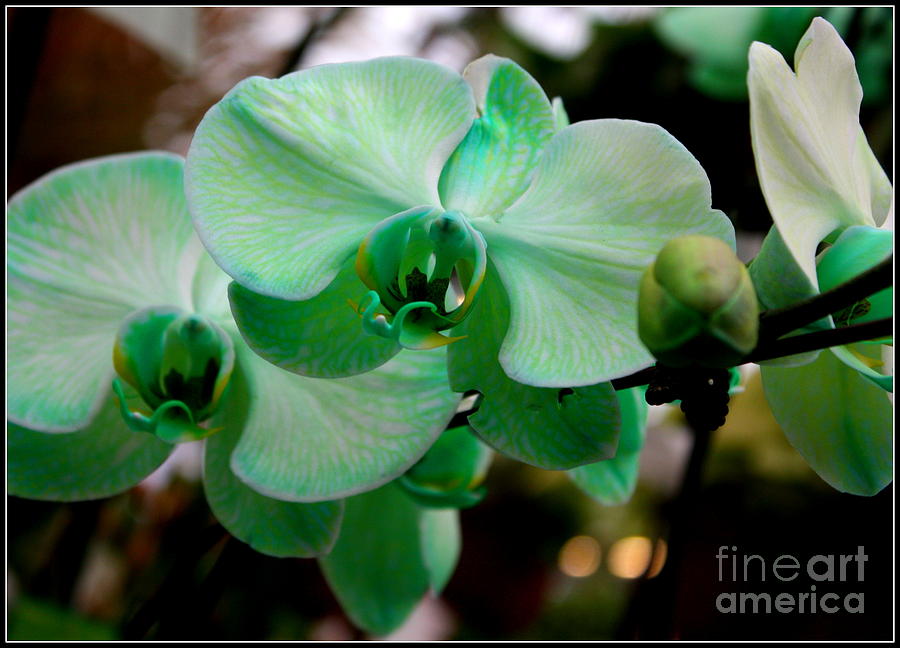 Lime Light Orchids Photograph by Dora Sofia Caputo