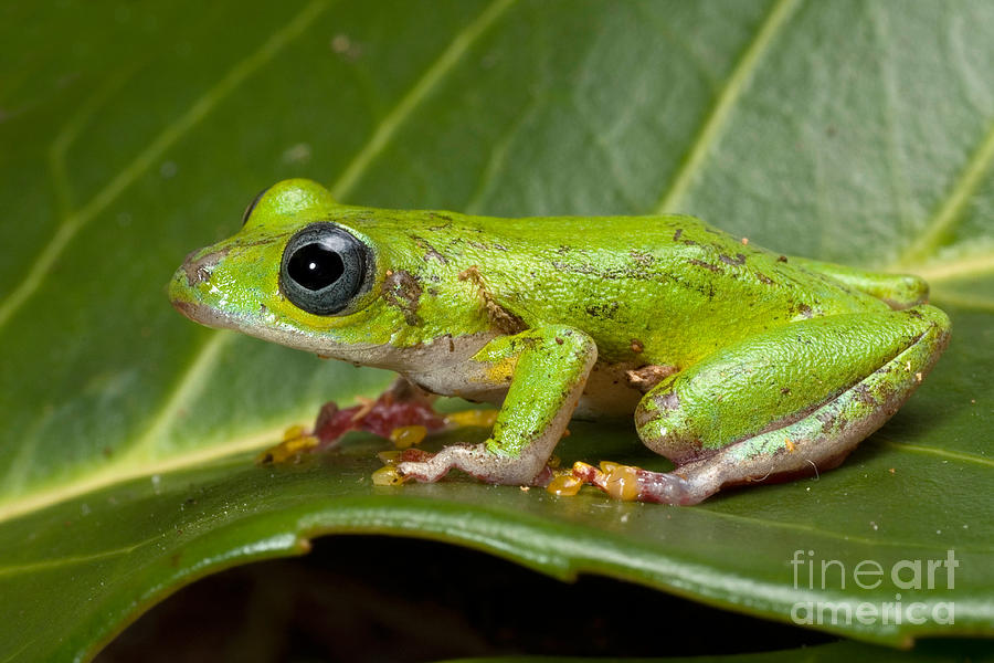 Lime Reed Frog Photograph by Frank Teigler