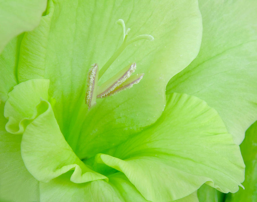Nature Photograph - Lime Sherbet by David and Carol Kelly
