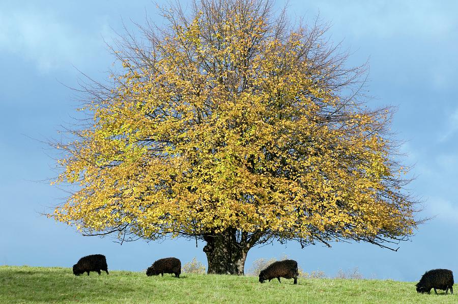 Sheep Photograph - Lime Tree (tilia Cordata) In Autumn by Dr. John Brackenbury/science Photo Library