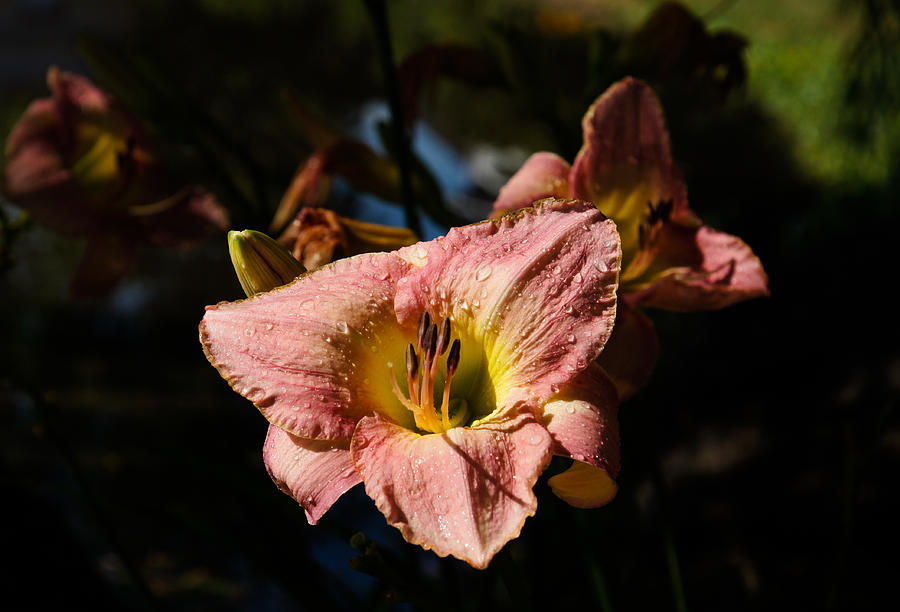 Limelight Lily Photograph by Georgia Mizuleva