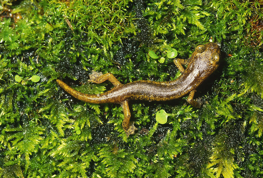 Limestone Salamander Photograph by Karl H. Switak