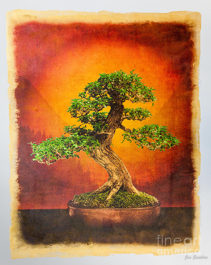 Tree Photograph - Limited Edition Aaron Buchler Escambron On Special  Gold Coated Paper by Jim Swallow