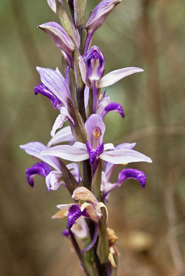 Greek Photograph - Limodore Orchid (limodorum Abortivum) by Bob Gibbons