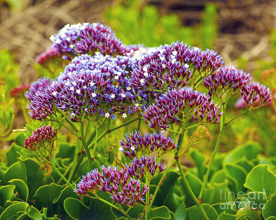 Limonium - Statice Photograph by Artist and Photographer Laura Wrede