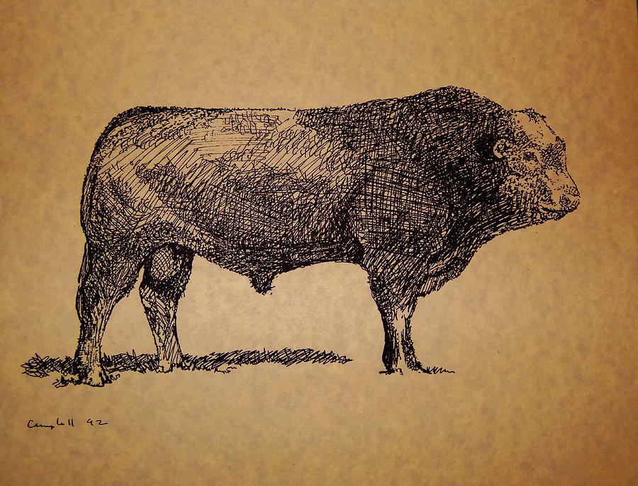 French Limousine Bull Drawing by Larry Campbell