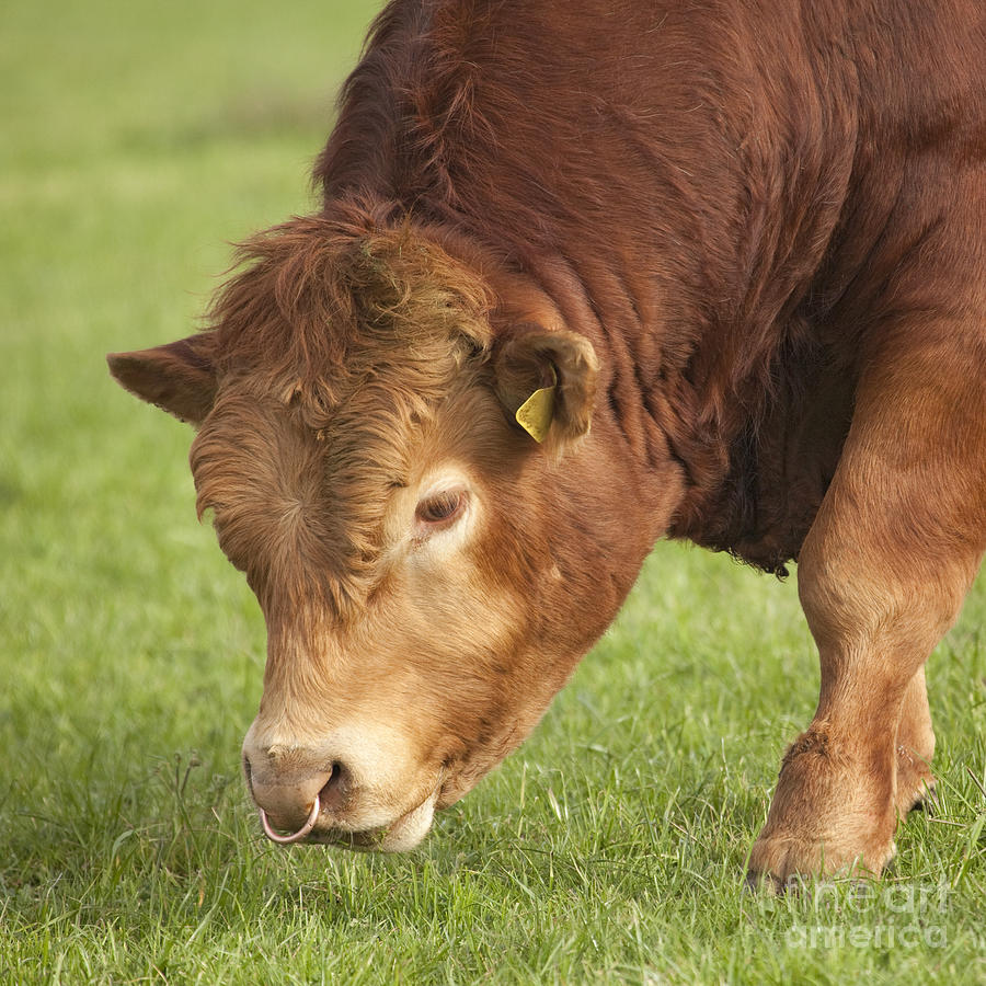 Limousin Bull Photograph by Liz Leyden
