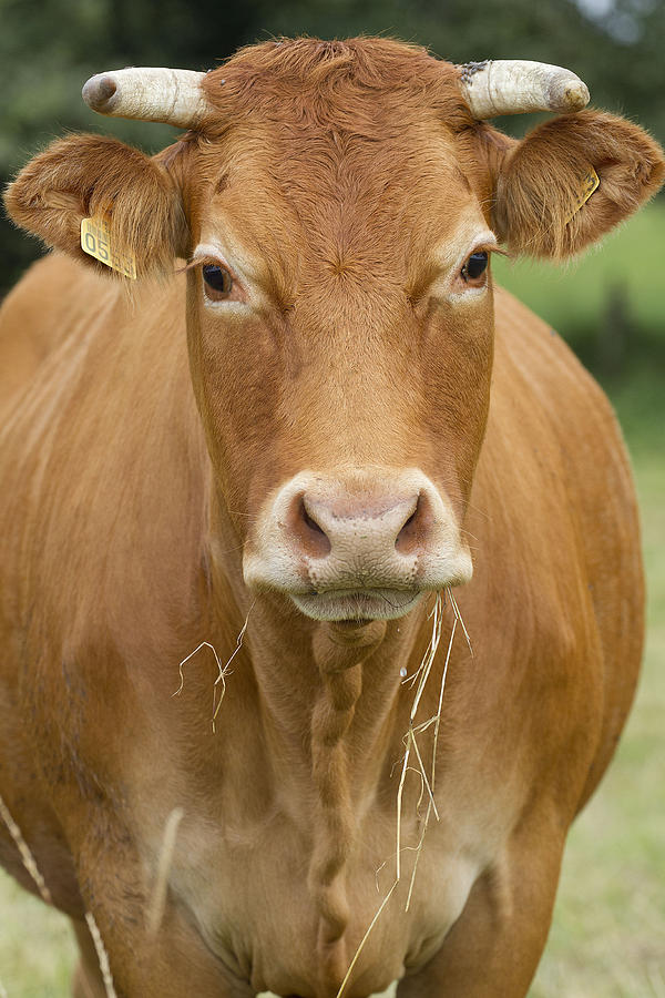 Limousin Cattle Photograph by Jean-Michel Labat