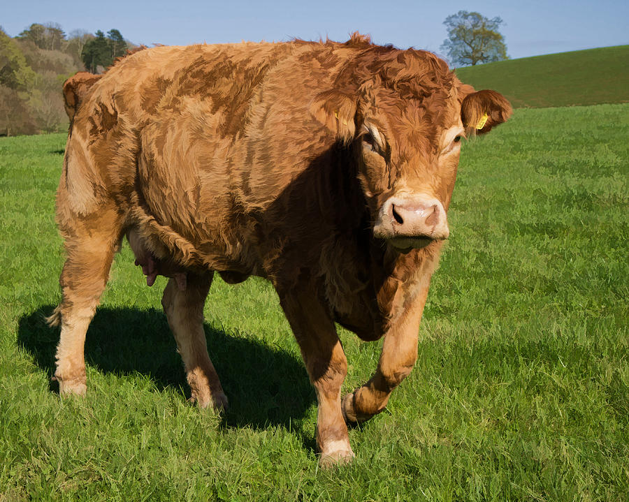 Limousin Cow Photograph by Pete Hemington