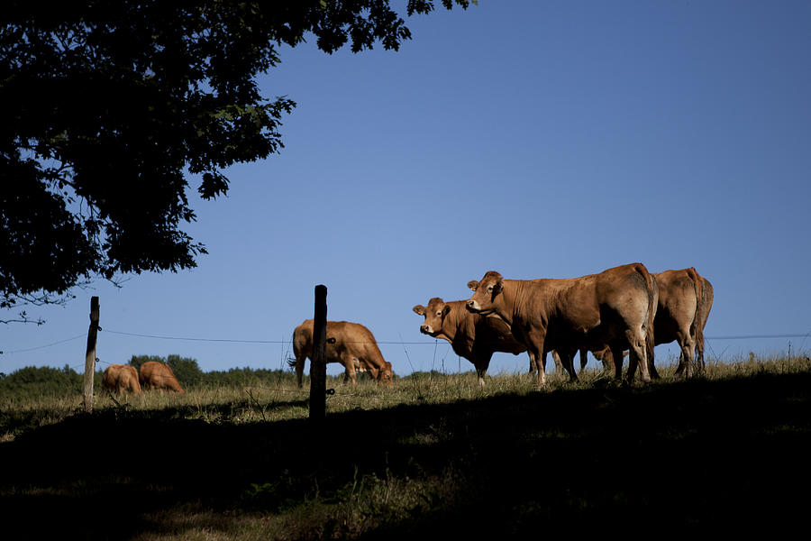 Cow Photograph - Limousin Cows by Shirley Ying HAN