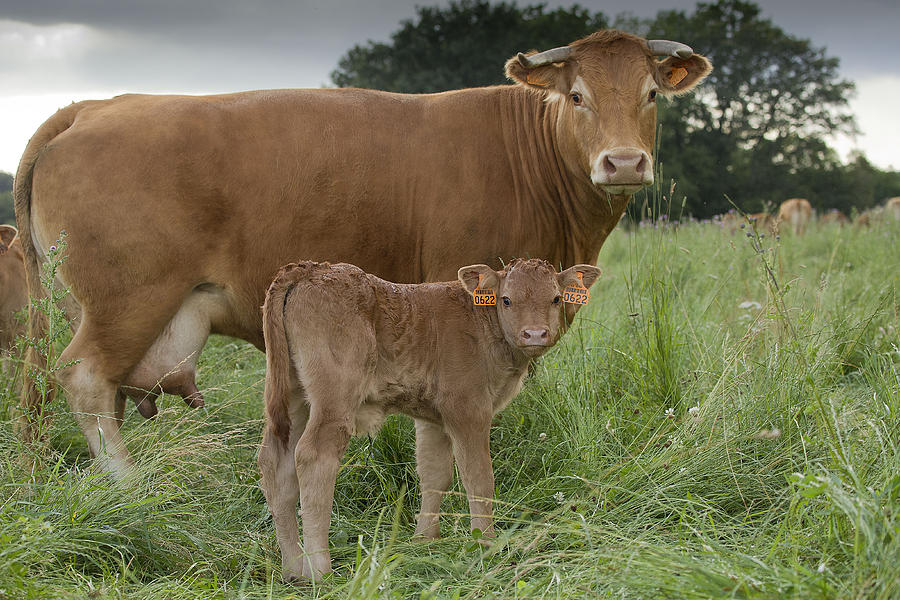 Limousin Mother And Calf Photograph by Jean-Michel Labat