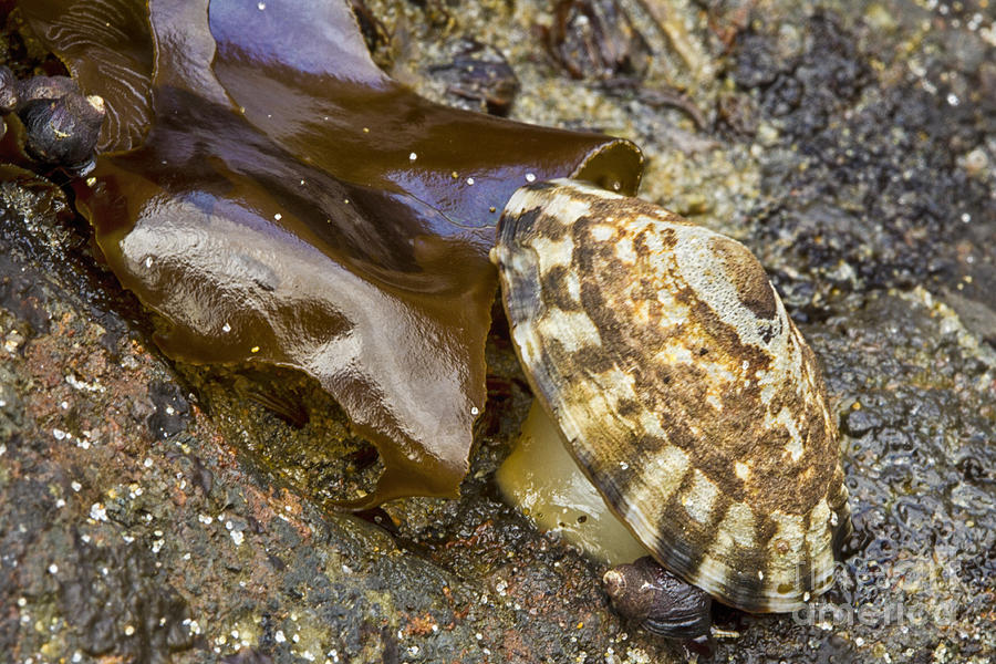 Limpet Photograph by Carrie Cranwill