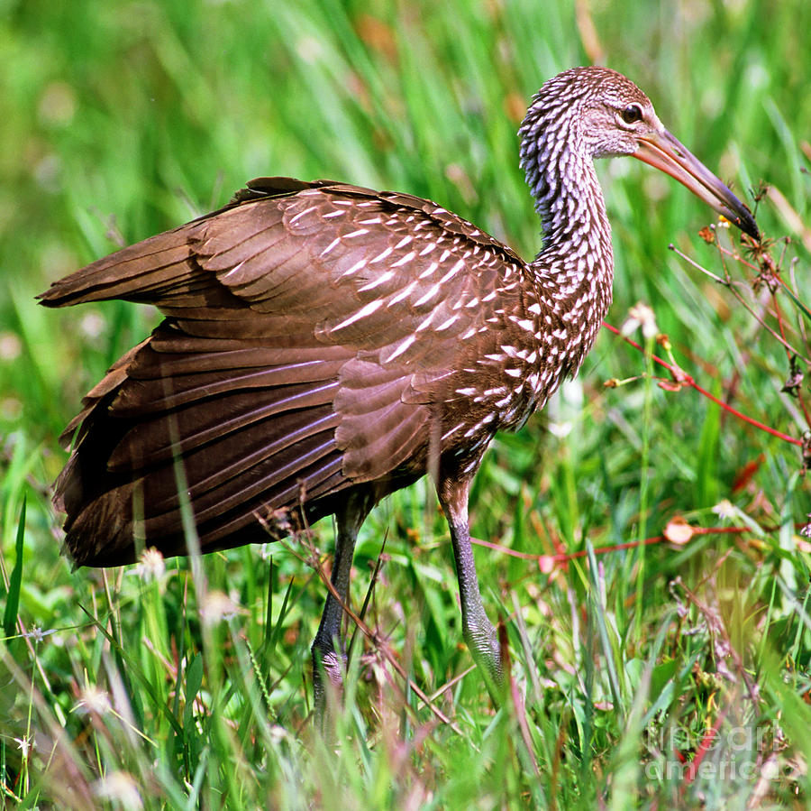 Limpkin Aramus Guarauna Photograph by Millard H. Sharp