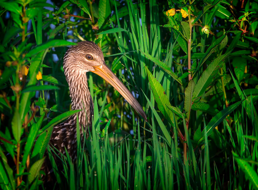Limpkin at Sunrise Photograph by Mark Andrew Thomas