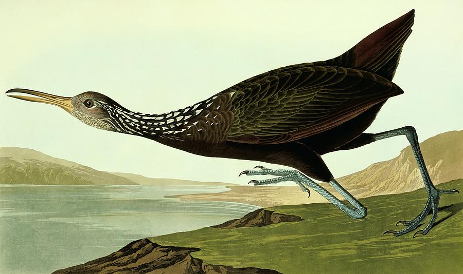 John James Audubon Photograph - Limpkin by Natural History Museum, London/science Photo Library