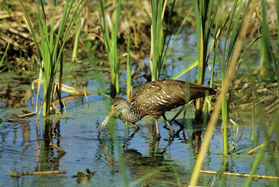 Wildlife Photograph - Limpkin by Sally Mccrae Kuyper/science Photo Library