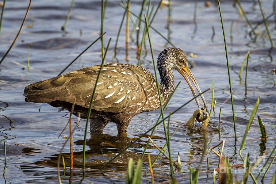Limpkin with a Snail Photograph by Ronald Lutz