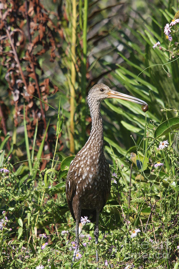 Limpkin With An Apple Snail Photograph by Christiane Schulze Art And Photography
