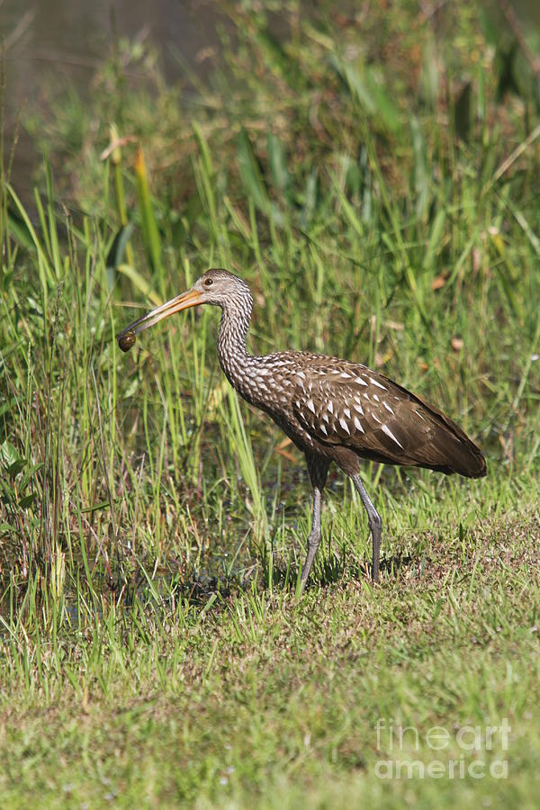 Bird Photograph - Limpkin With Apple Snail by Christiane Schulze Art And Photography