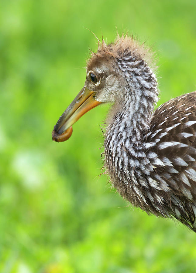 Nature Photograph - Limpkin With First Apple Snail, Aramus by Maresa Pryor