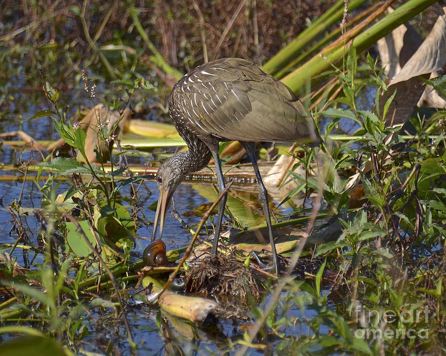 Wildlife Photograph - Limpkin With Lunch by Carol  Bradley