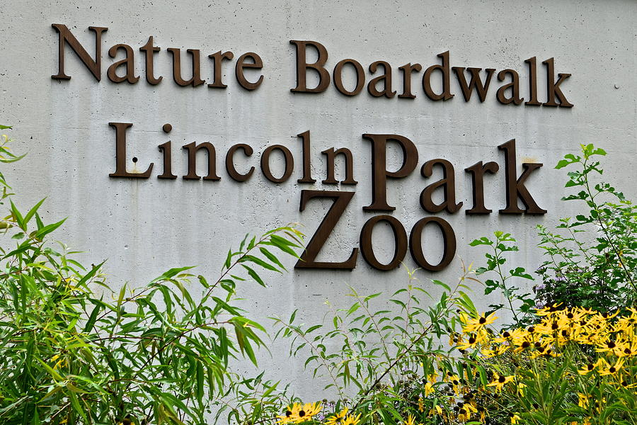 Lincoln Park Zoo Photograph by Frozen in Time Fine Art Photography ...