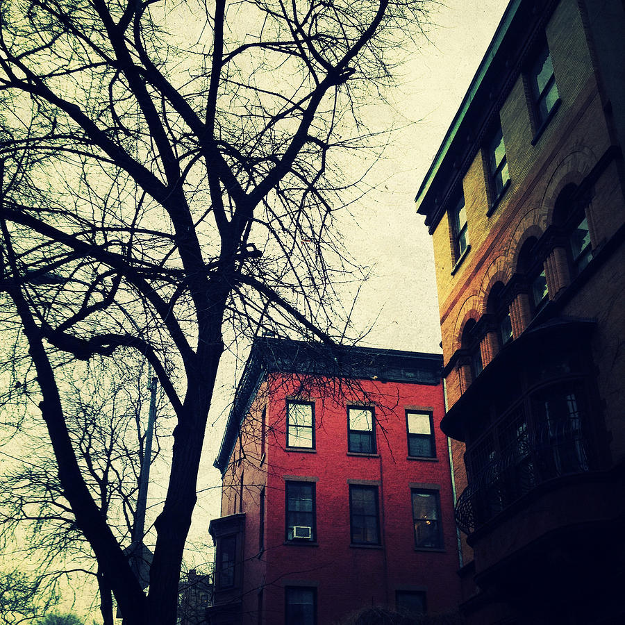 Lincoln Place Brownstones and Trees Photograph by Natasha Marco - Fine ...