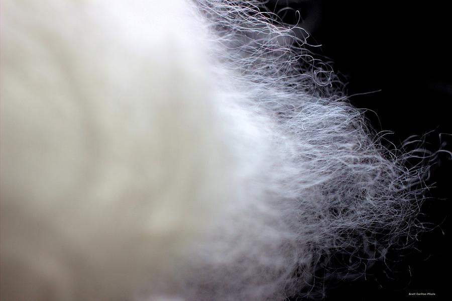Lincoln Sheep Wool Fibers Photograph by Scott Carlton
