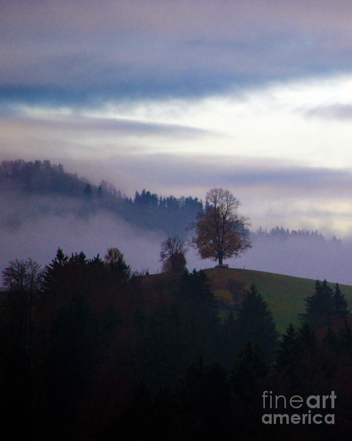 Linden Berry Tree and Fog 2 Photograph by Susanne Van Hulst