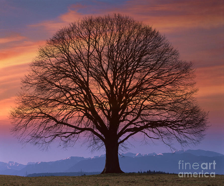Linden Tree After Sunset Photograph by Hermann Eisenbeiss