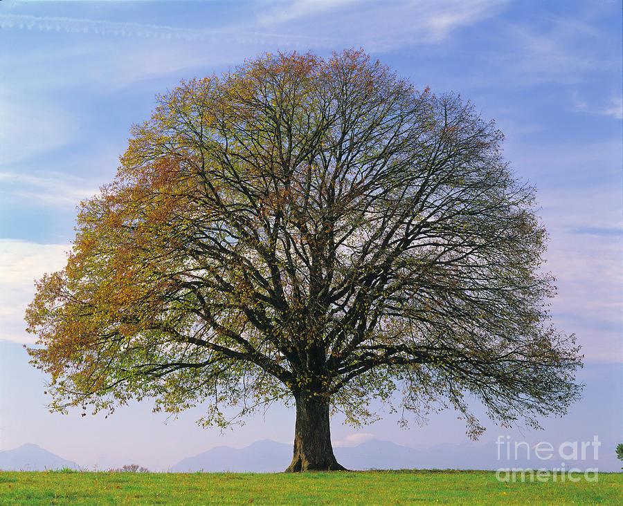 Linden Tree In Autumn Photograph by Hermann Eisenbeiss