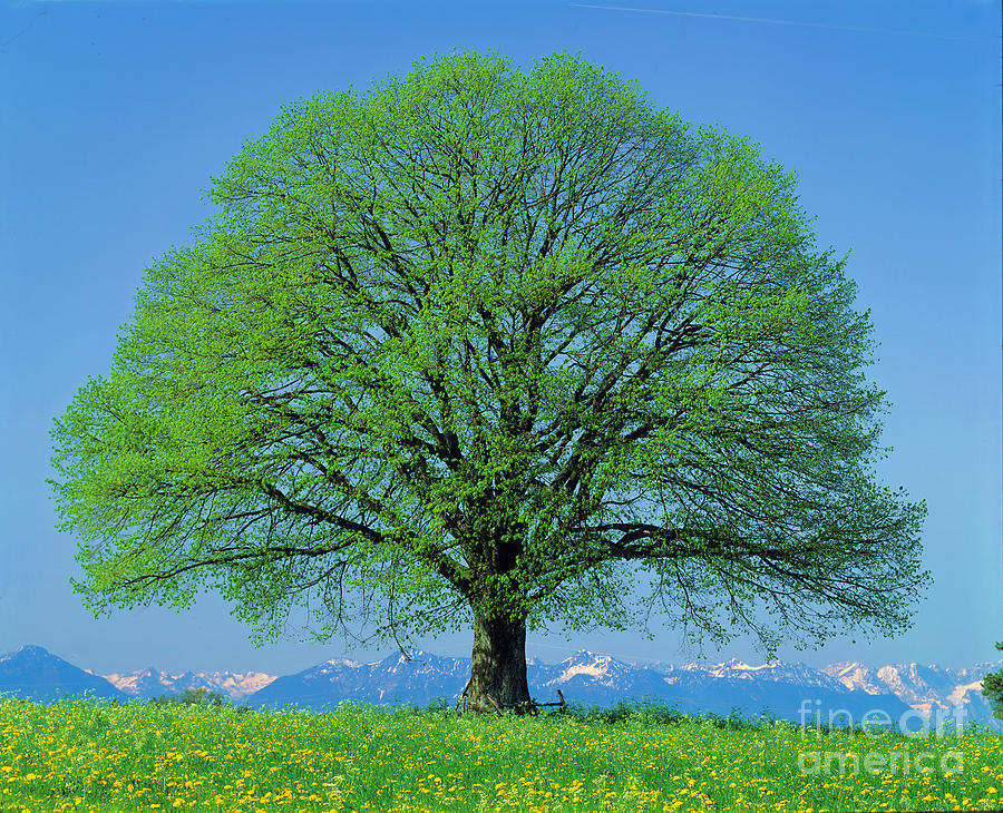 Linden Tree In Spring Photograph by Hermann Eisenbeiss