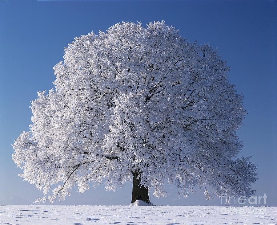 Linden Tree In Winter Photograph by Hermann Eisenbeiss