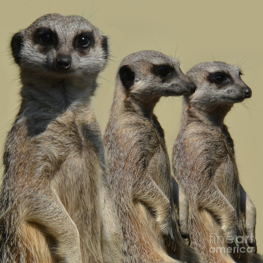 Line dancing meerkats - simples Photograph by Paul Davenport