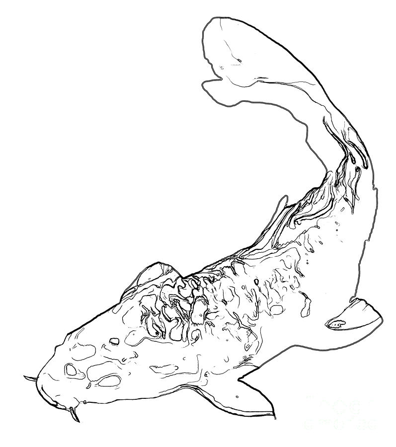 Line Art Fish : Line drawing of a koi cypinus carpio photograph by wernher