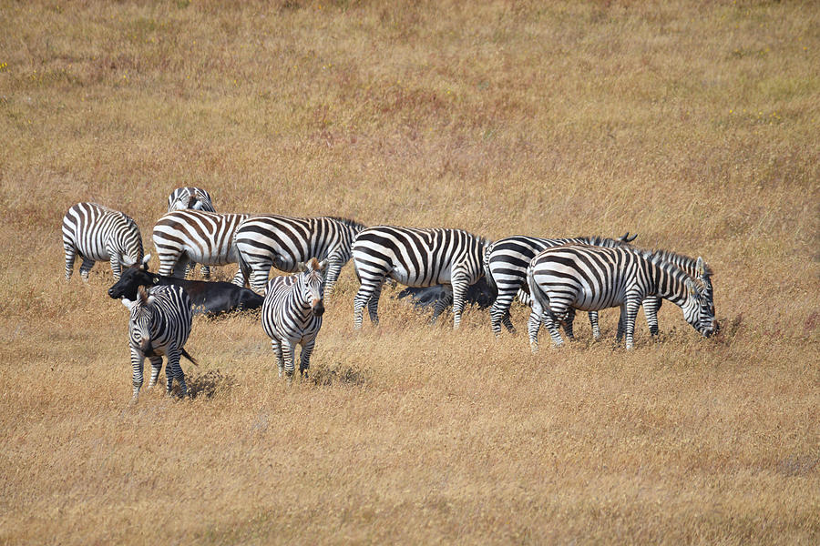 Zebra Photograph - Line Em Up by Lynn Bauer