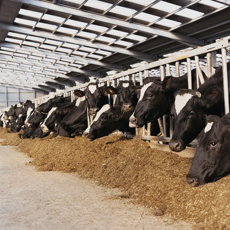 Line of Cows Heads Trapped Behind Railings in a Barn Photograph by Digital Vision.
