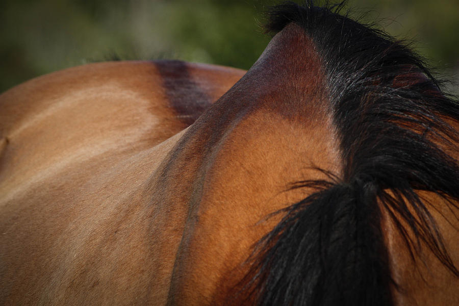 Horse Photograph - Line of Elegance by Jacki Smoldon