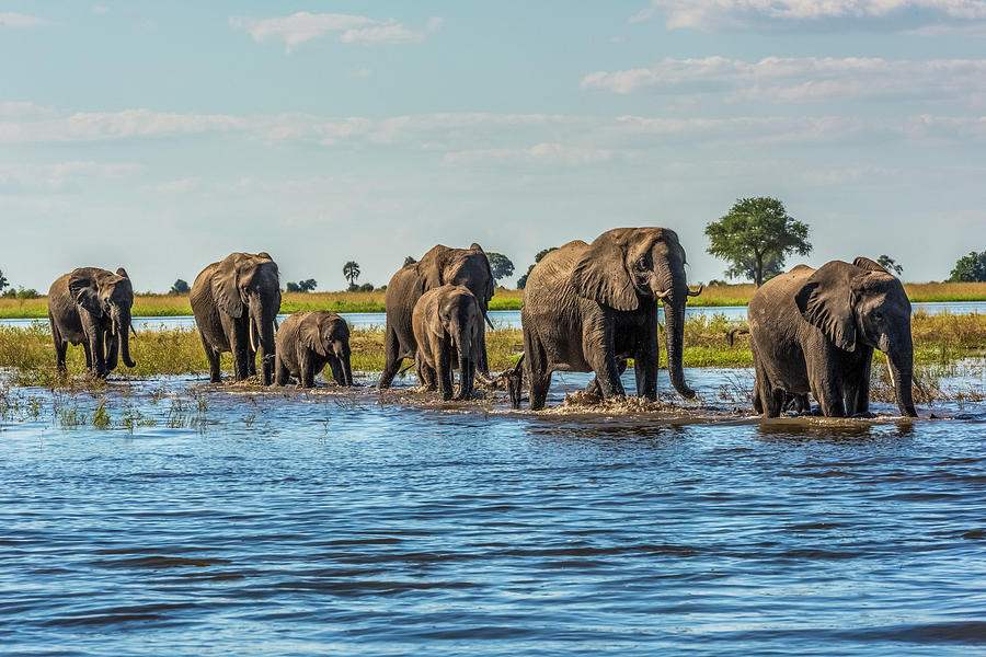 Line Of Elephants  Loxodonta Africana Photograph